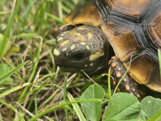 Żółw Żabuti Chelonoidis Carbonarius 2025 r. - obrazek 2