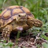 Żółw pustynny Centrochelys Sulcata 2025 r.