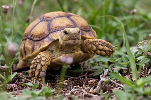 Żółw pustynny Centrochelys Sulcata 2025 r.