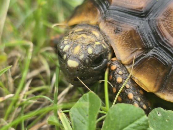 Żółw Żabuti Chelonoidis Carbonarius 2025 r. - obrazek 3