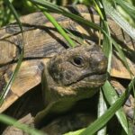 żółw grecki wschodni hermanni boettgeri