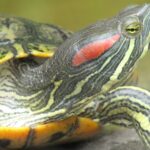 Trachemys scripta inwazyjne gatunki żółwi w Polsce