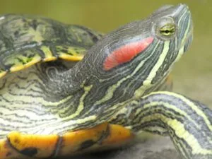 Trachemys scripta inwazyjne gatunki żółwi w Polsce