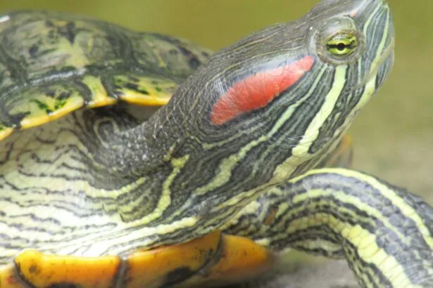 Trachemys scripta inwazyjne gatunki żółwi w Polsce