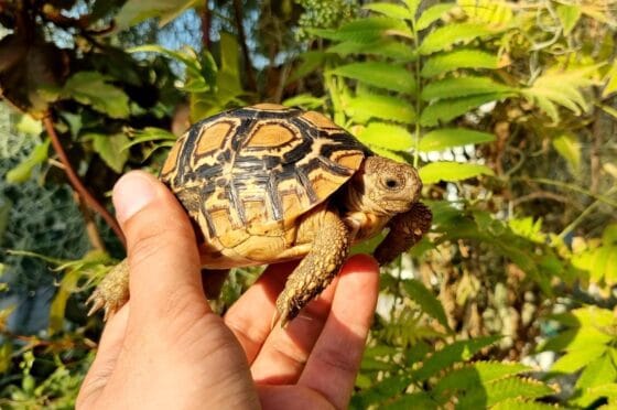Żółw lamparci Stigmochelys pardalis z 2025r. - obrazek 2