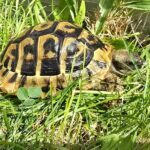 Żółw grecki (Testudo boettgeri)