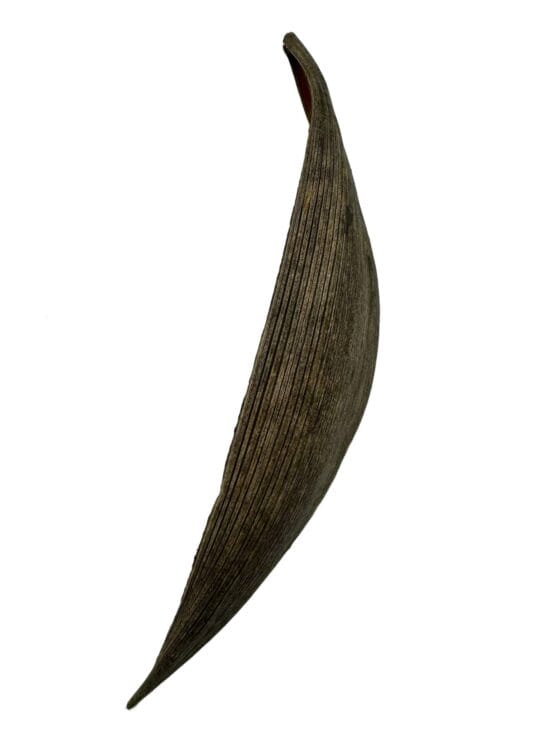 Łupina skorupy kokosa coco shell 25-30 cm - obrazek 4