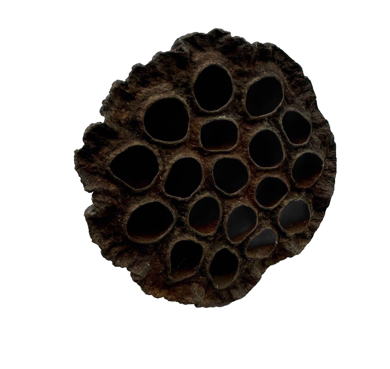 Suszony lotos XL 10cm do terrarium Suszony lotos XL 10cm do terrarium - obrazek 2