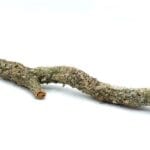 Gałęzie korkowe do terrarium 25-30cm