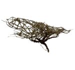 Gałązki Dry tree - obrazek 2