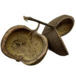 Łupina Orzecha Budda Nut 12-16 cm