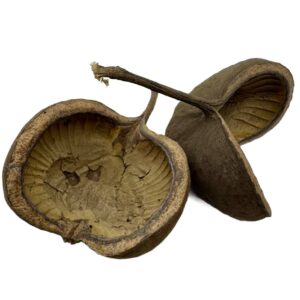 Łupina Orzecha Budda Nut 12-16 cm