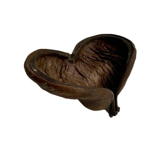 Łupina orzecha Badam 10-14 cm otwarta - obrazek 4