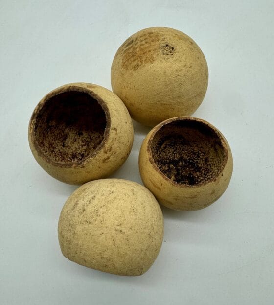 Tykwa Bell cup 3-5 cm naturalna 1szt. - obrazek 3