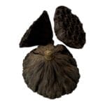 Suszony lotos L 8cm do terrarium