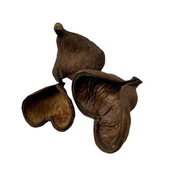Łupina orzecha Badam 10-14 cm otwarta - obrazek 3