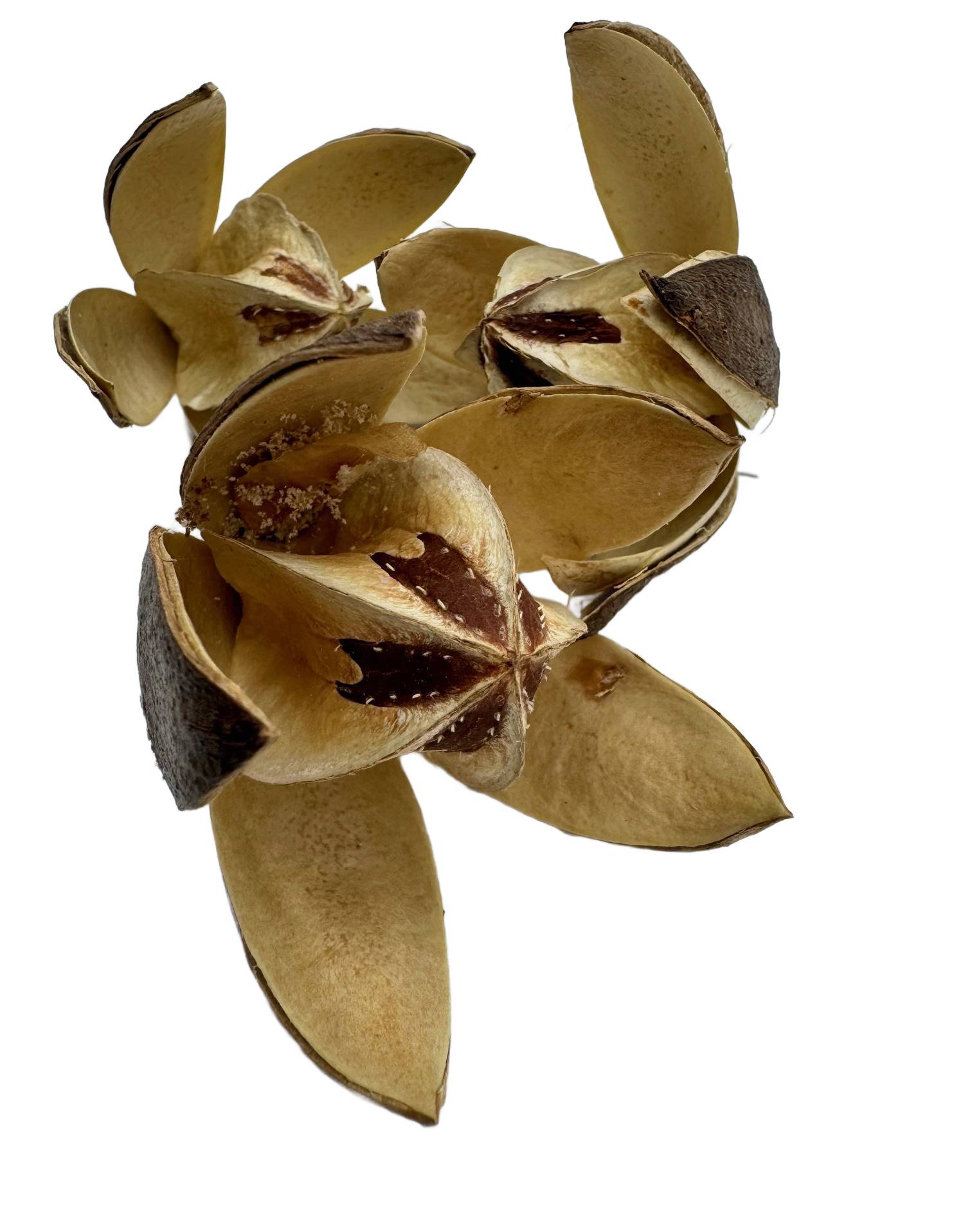 Lilly Wild 1 szt. Lilly Wild 1 szt. - obrazek 3