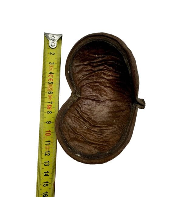 Łupina orzecha Badam 10-14 cm otwarta - obrazek 5