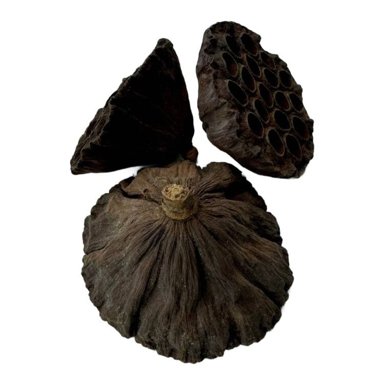 Suszony lotos XL 10cm do terrarium