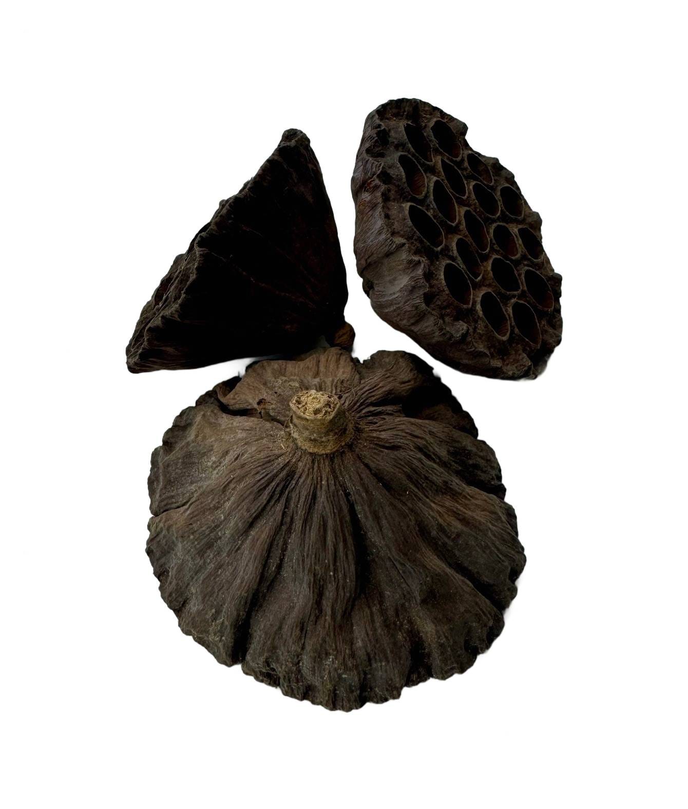 Suszony lotos XL 10cm do terrarium Suszony lotos XL 10cm do terrarium