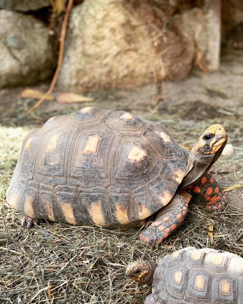 żółw żabuti