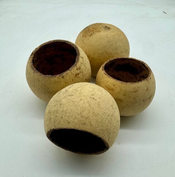 Tykwa Bell cup 3-5 cm naturalna 1szt. - obrazek 2