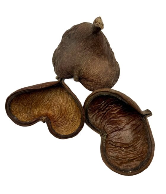 Łupina orzecha Badam 10-14 cm otwarta - obrazek 2