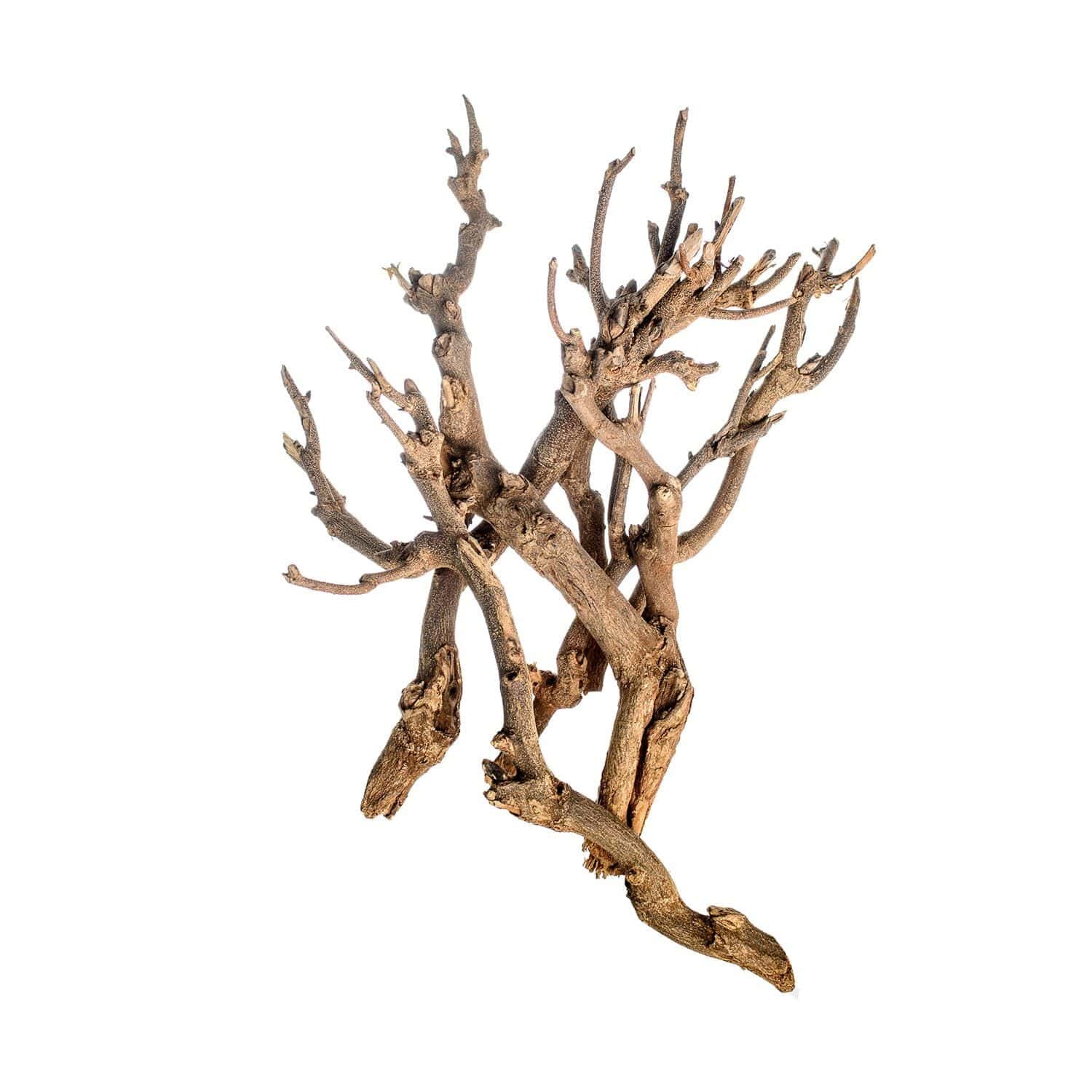 a146fa1ef14dad3eec6a02aec77fc0c1.jpg Twig bundle gałąź ozdobna do terrarium 45 - 50cm - obrazek 1