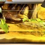 akwaterrarium dla żółwia wodno-lądowego