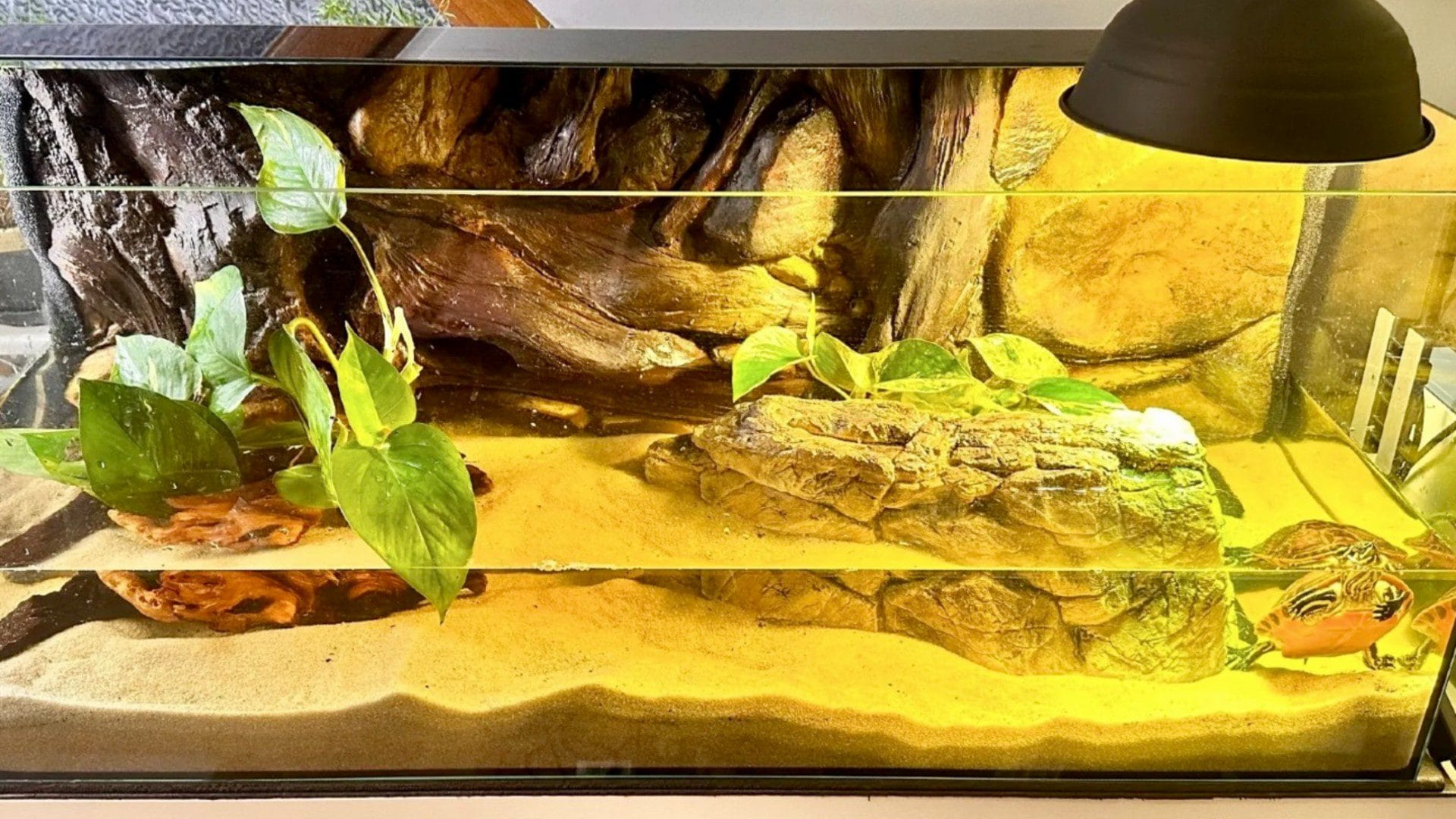 akwaterrarium dla żółwia wodno-lądowego