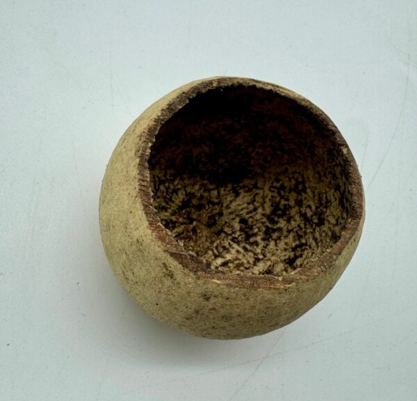 Tykwa Bell cup naturalna 5-7 cm 1szt. - obrazek 3