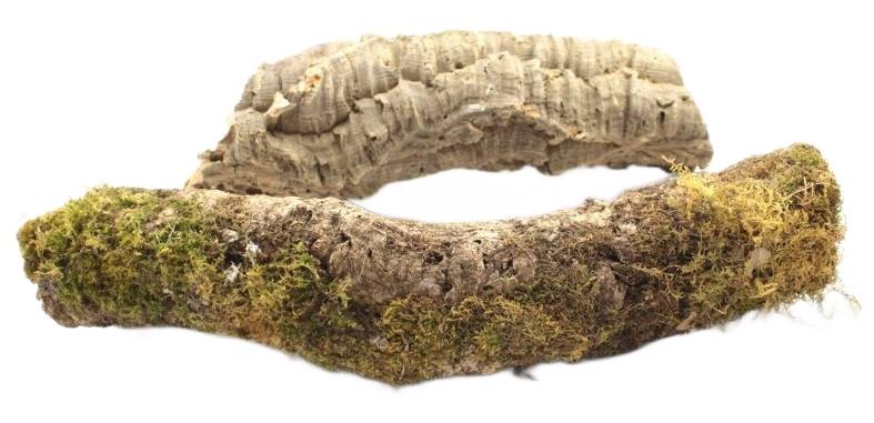 Gałęzie korkowe do terrarium 25-30cm Gałęzie korkowe do terrarium 25-30cm - obrazek 3