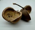 Łupina Orzecha Budda Nut 12-16 cm - obrazek 2