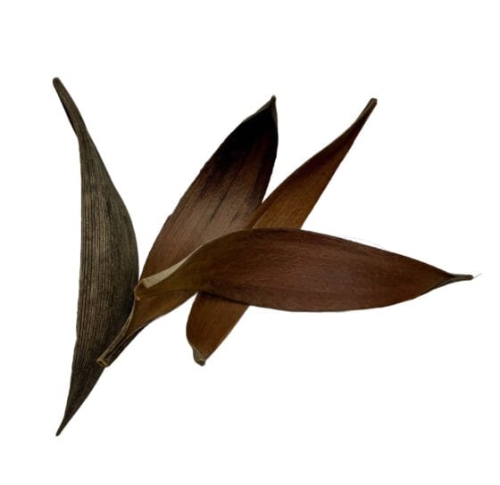 Łupina skorupy kokosa coco shell 25-30 cm - obrazek 3