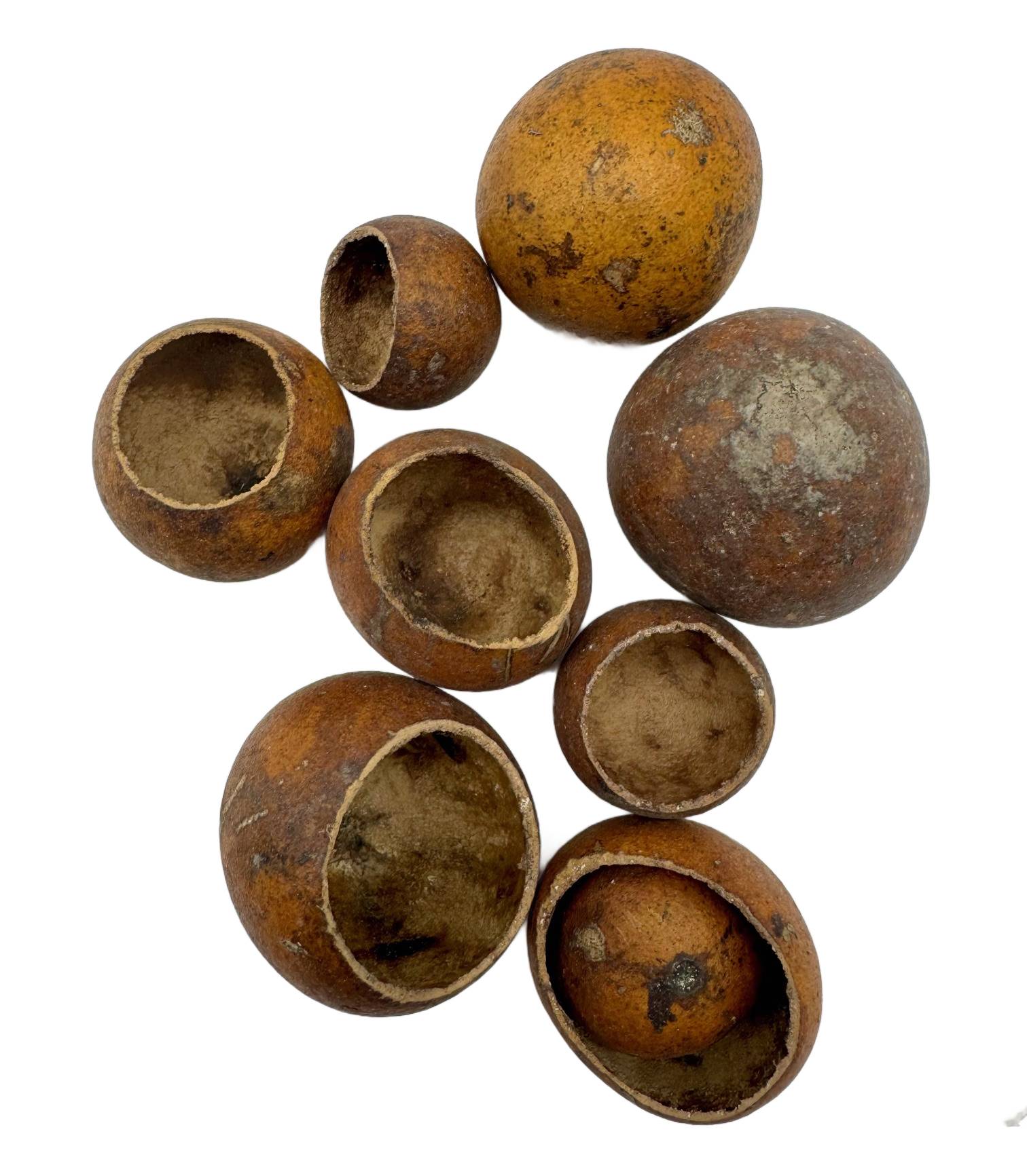 Kuruchi Fruit 3-5cm Kuruchi Fruit 3-5cm - obrazek 2