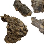 Kora z dębu korkowego do terrarium płat roz. XXS 4-7cm