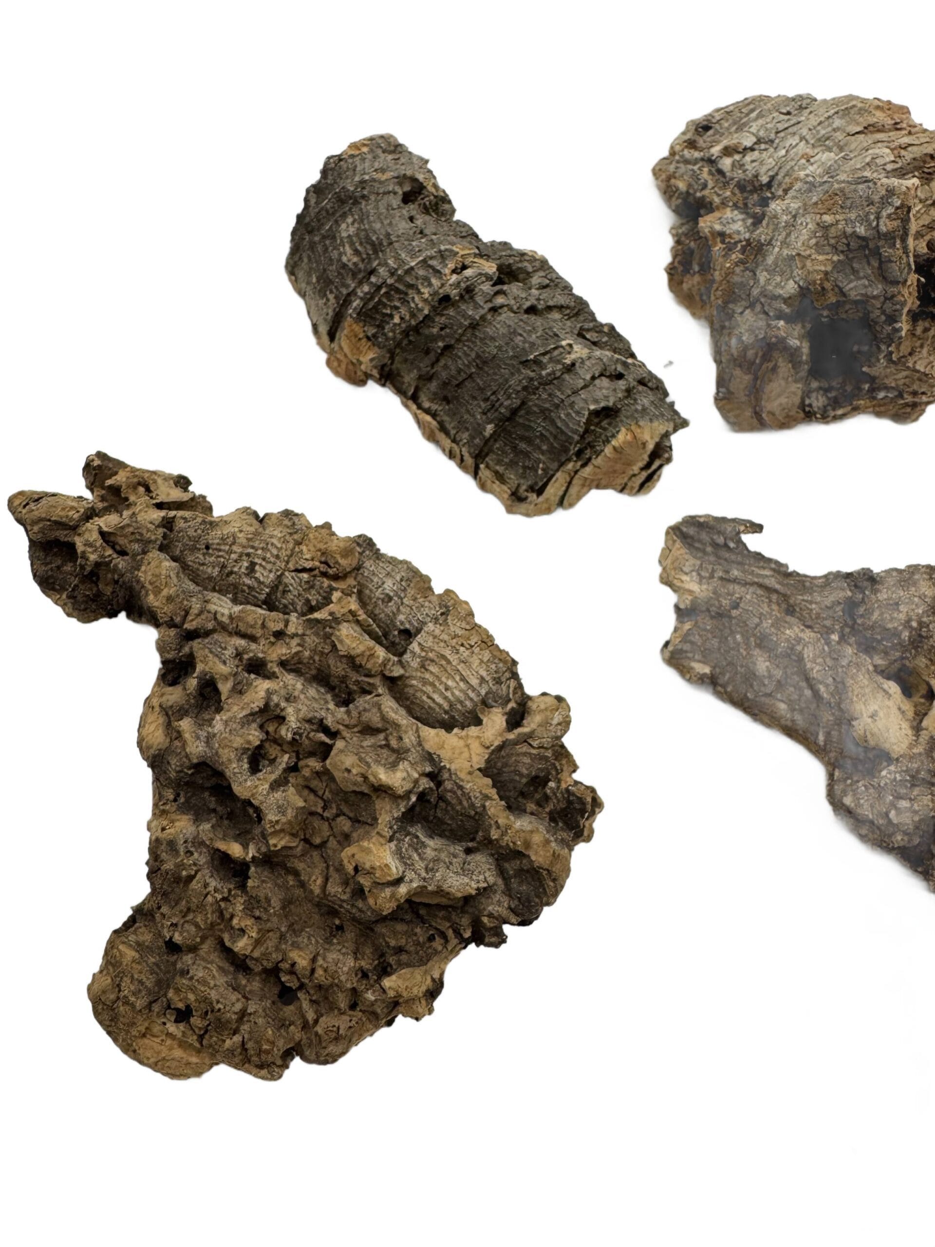 Kora z dębu korkowego do terrarium płat roz. XXS 4-7cm Kora z dębu korkowego do terrarium płat roz. XXS 4-7cm