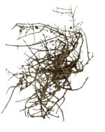 Gałązki Dry tree - obrazek 3