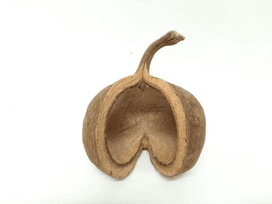 Łupina Orzecha Budda Nut 12-16 cm - obrazek 3
