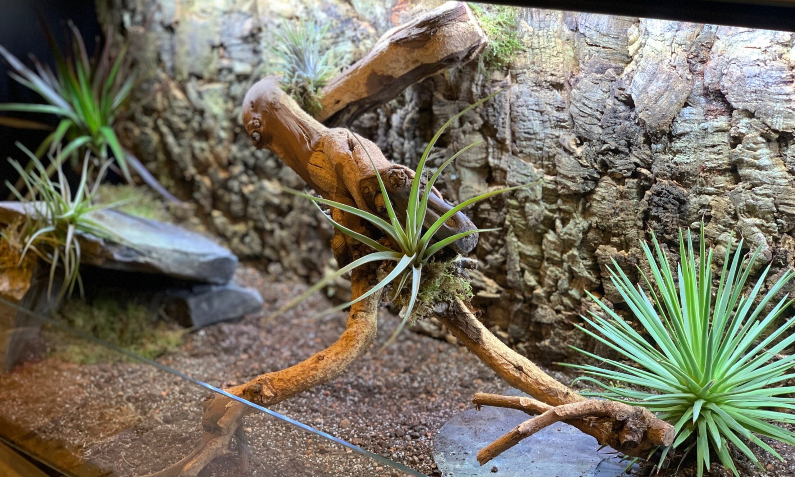 aranżacja terrarium od turtlespl