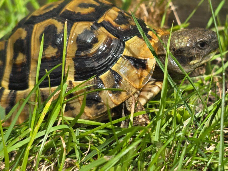 Żółw grecki Testudo Hermanni Boettgeri Żółw grecki Testudo Hermanni Boettgeri - obrazek 3