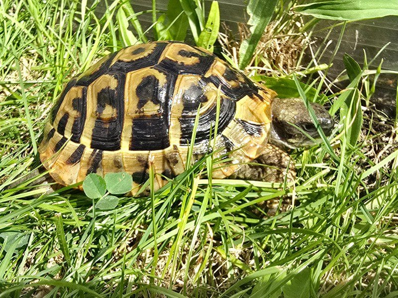 Żółw grecki Testudo Hermanni Boettgeri Żółw grecki Testudo Hermanni Boettgeri