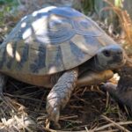 żółw dalmatyński testudo hermanni hercegovinensis