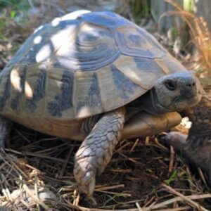 żółw dalmatyński testudo hermanni hercegovinensis