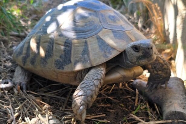 żółw dalmatyński testudo hermanni hercegovinensis