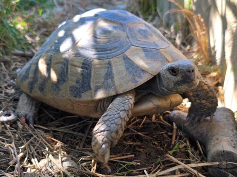 żółw dalmatyński testudo hermanni hercegovinensis