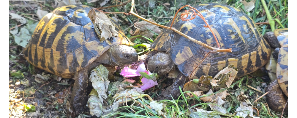 Żółw dalmatyński (Testudo hermanni hercegovinensis) — wyjątkowy przedstawiciel żółwi greckich
