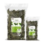 alegia babka szerokolistna