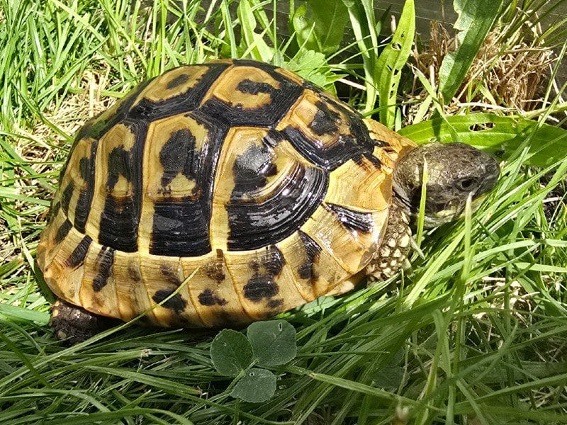 Żółw grecki Testudo Hermanni Boettgeri Żółw grecki Testudo Hermanni Boettgeri - obrazek 2