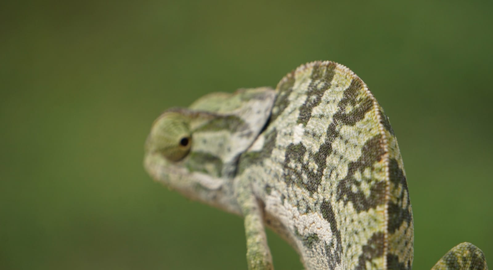 green reptile